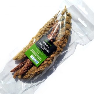 Чумиза і Сенегальське просо в колосках