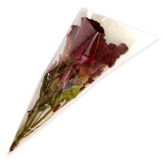 Целозія гребінчаста (родина Амарантові)